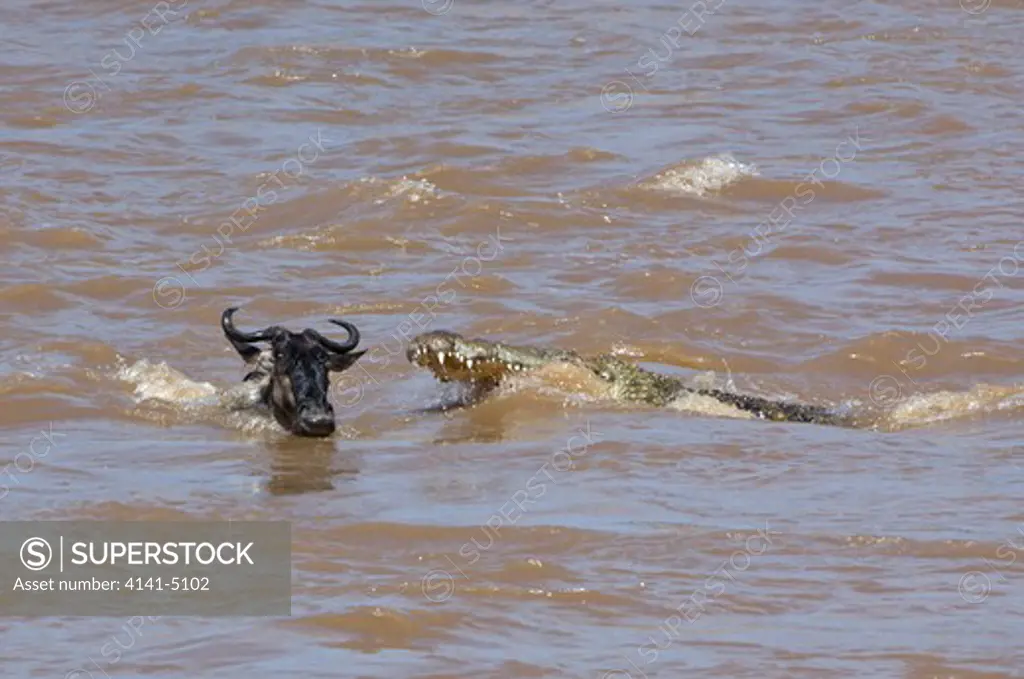 wildebeest being attacked by crocodile, whle crossing mara river during migration; masai mara, kenya.