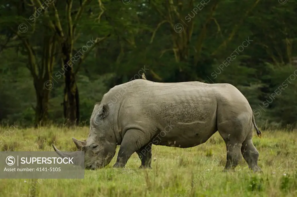 white rhinoceros, diceros simus; lake nakuru np, kenya