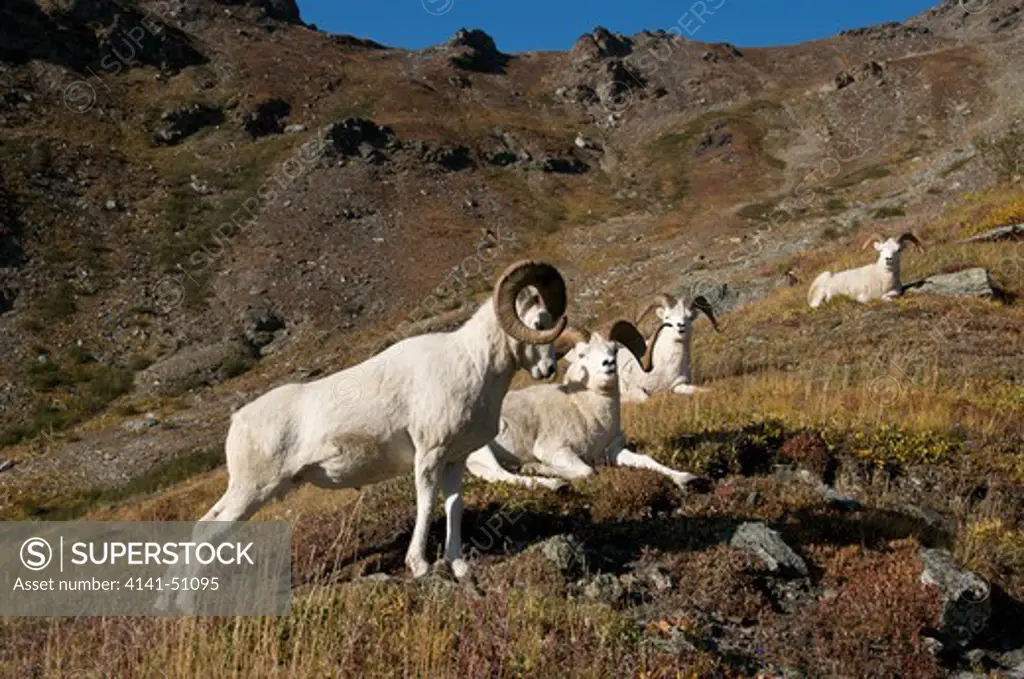 Stretching Dall Sheep Ram (Ovis Dalli) Amongst A Band Of Other Rams. Alaska, North America.