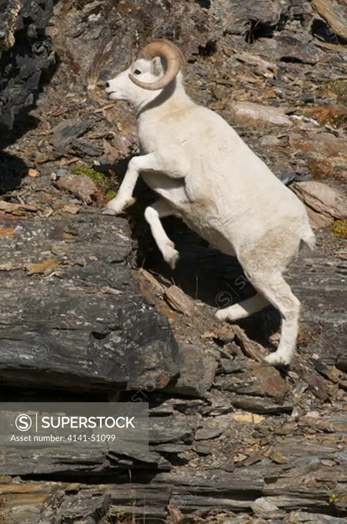 Dall Sheep Ram (Male) (Ovis Dalli) Climbing Up Onto Rocky Mountainside.  Possesses Special Hooves For Moving Over Rocks. Alaska, North America.
