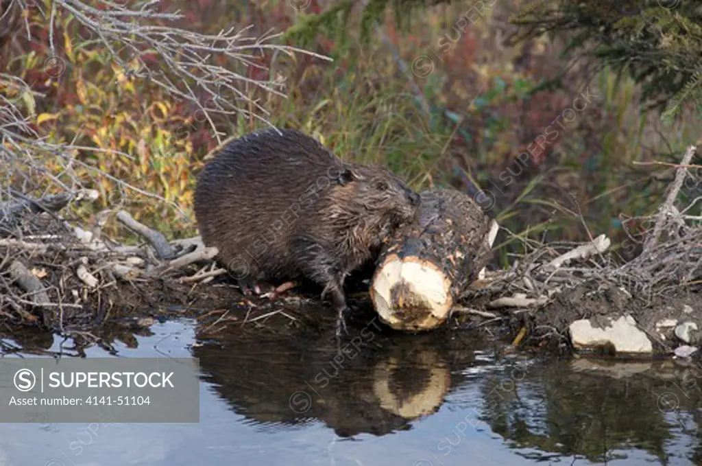 The North American Beaver (Castor Canadensis). Beavers Are Known For Building Dams And Lodges (Homes). They Are The Second-Largest Rodent In The World. Chewing On Aspen Log To Eat Bark For Food.  Alaska, North America.