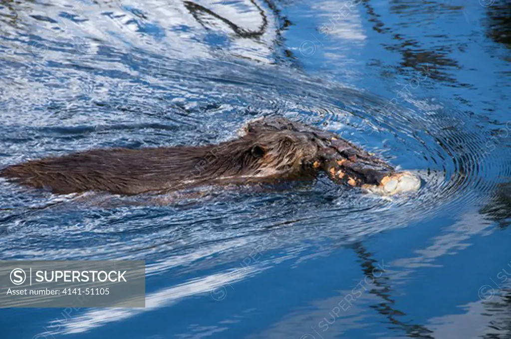 The North American Beaver (Castor Canadensis). Beavers Are Known For Building Dams And Lodges (Homes). They Are The Second-Largest Rodent In The World. Beaver Swimming With Part Of Aspen Tree To Cache For Food.