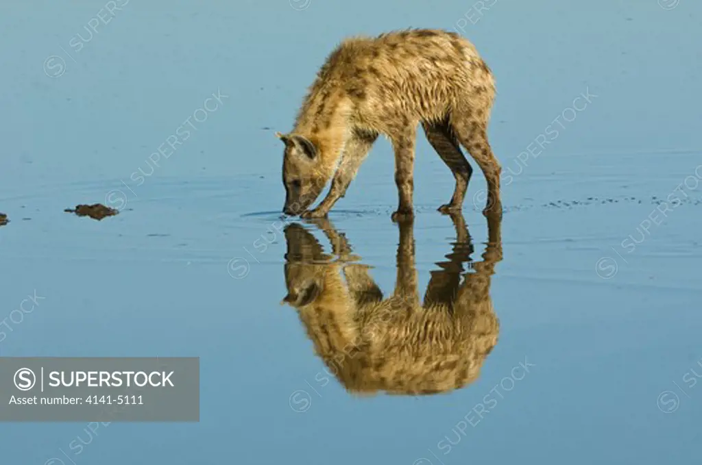 spotted hyaena, hyaena hyaena; crossing shallow area in lake nakuru np, kenya