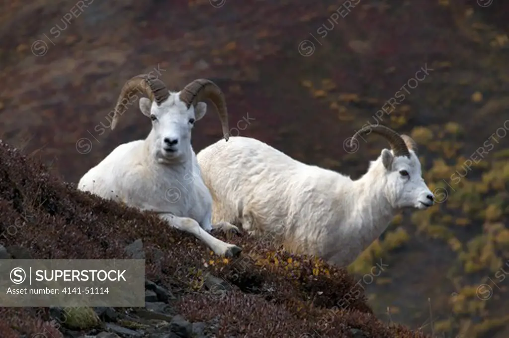 Dall Sheep Ram (Male) (Ovis Dalli) Is A Species Of Sheep Native To Northwestern North America.