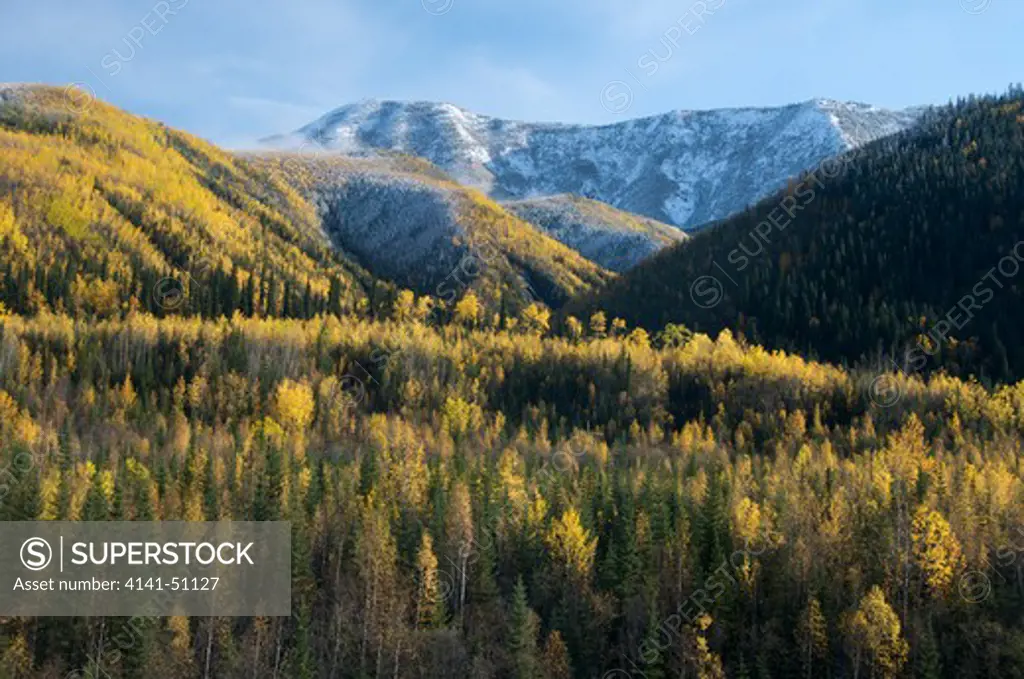 Northern Rocky Mountains With Snow And Autumn Aspens. Along Alaska Highway In British Columbia. Canada.  Between Muncho Lake And Toad River.