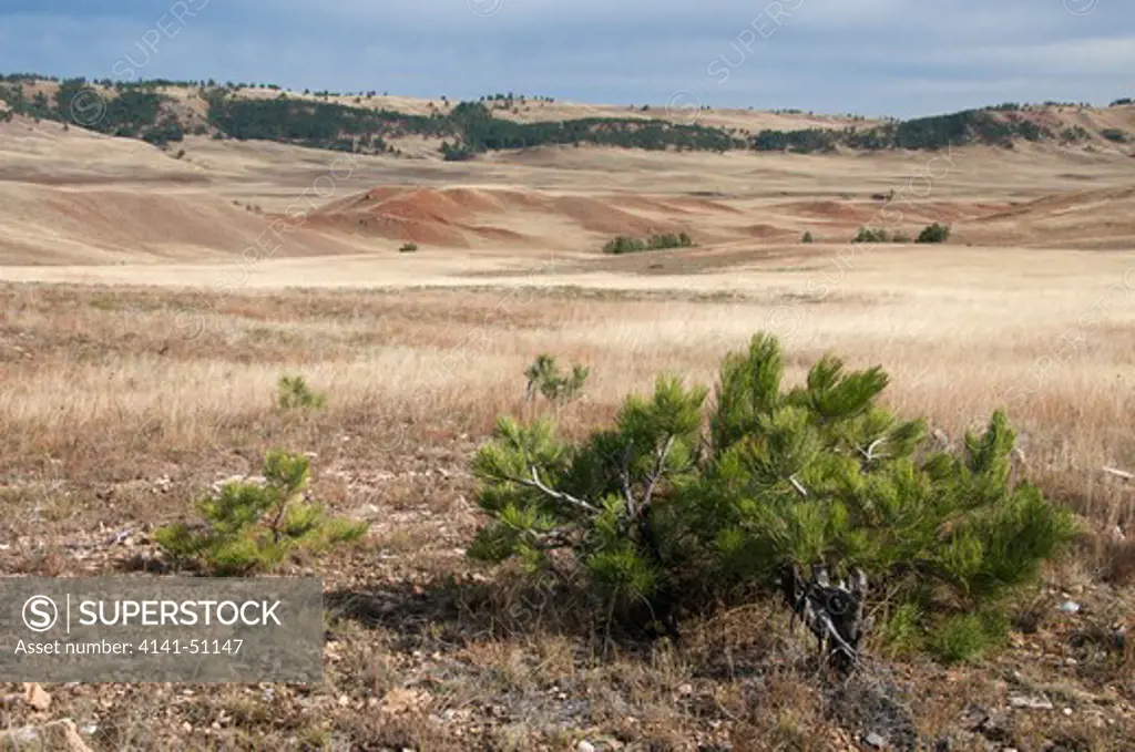 Scenic Of Mixed Grass Prairie In Wind Cave National Park. South Dakota.