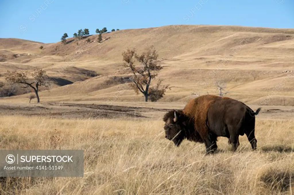 Scene Of American Bison In Mixed Grass Prairie Habitat.  (Bison Bison). Also Commonly Known As The American Buffalo. Wind Cave National Park. South Dakota.