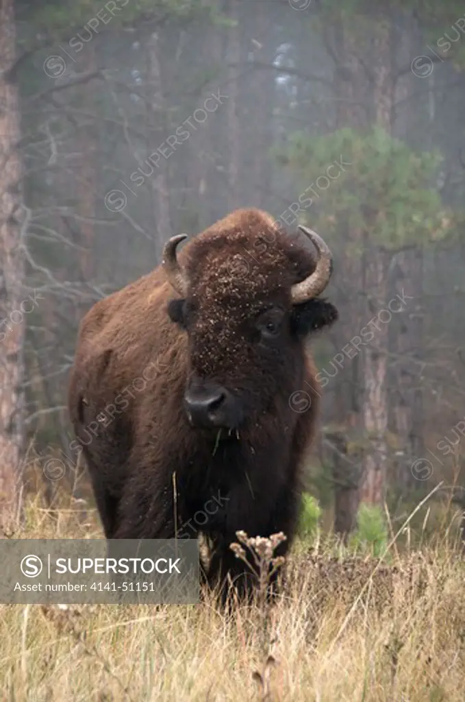 American Bison Standing In Tall Grass And Face Covered In Burrs. Foggy Atmosphere. (Bison Bison). Also Commonly Known As The American Buffalo. Theodore Rooosevelt National Park. North Unit. North Dakota.