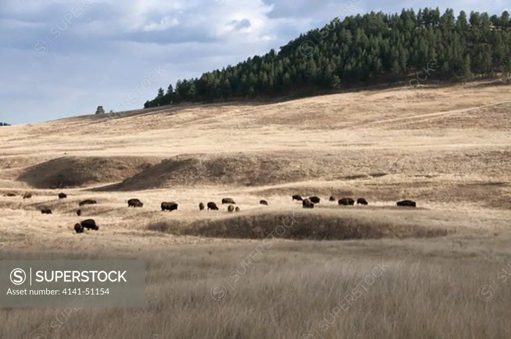 Scene Of Herd Of American Bison In Mixed Grass Prairie Habitat. (Bison Bison) Also Commonly Known As The American Buffalo. Wind Cave National Park. South Dakota.