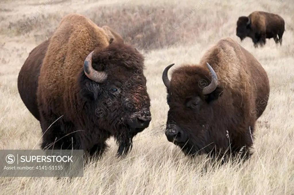 American Bison Bull And Cow (Bison Bison) Is Also Commonly Known As The American Buffalo. Wind Cave National Park. South Dakota.