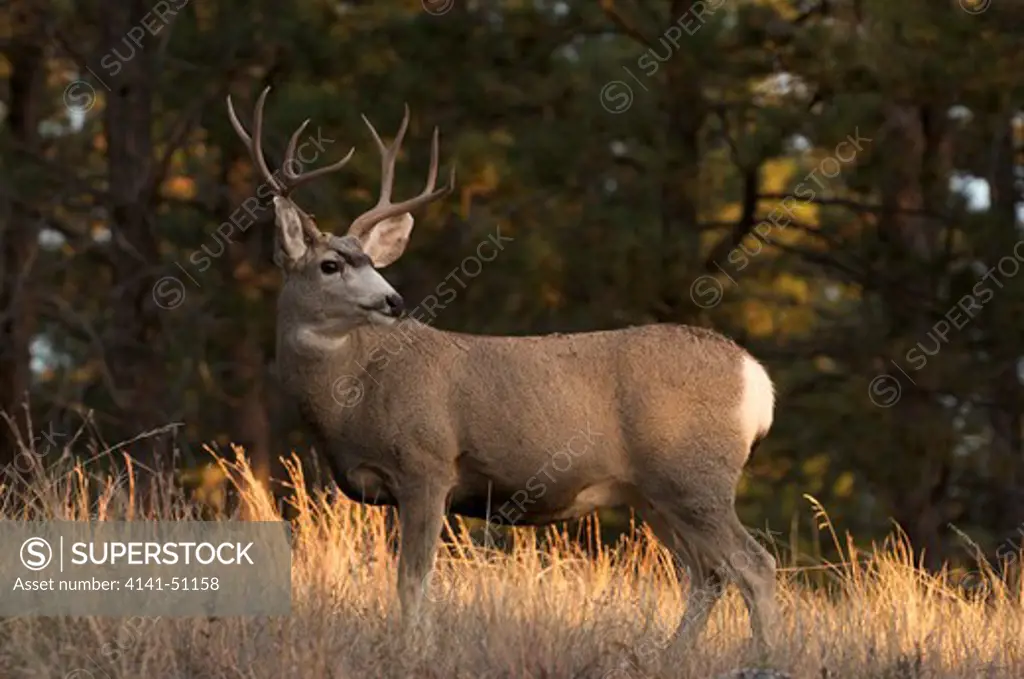 Mule Deer Buck Standing In Tall Grass With Sunset Light. (Odocoileus Hemionus). Custer State Park. South Dakota.