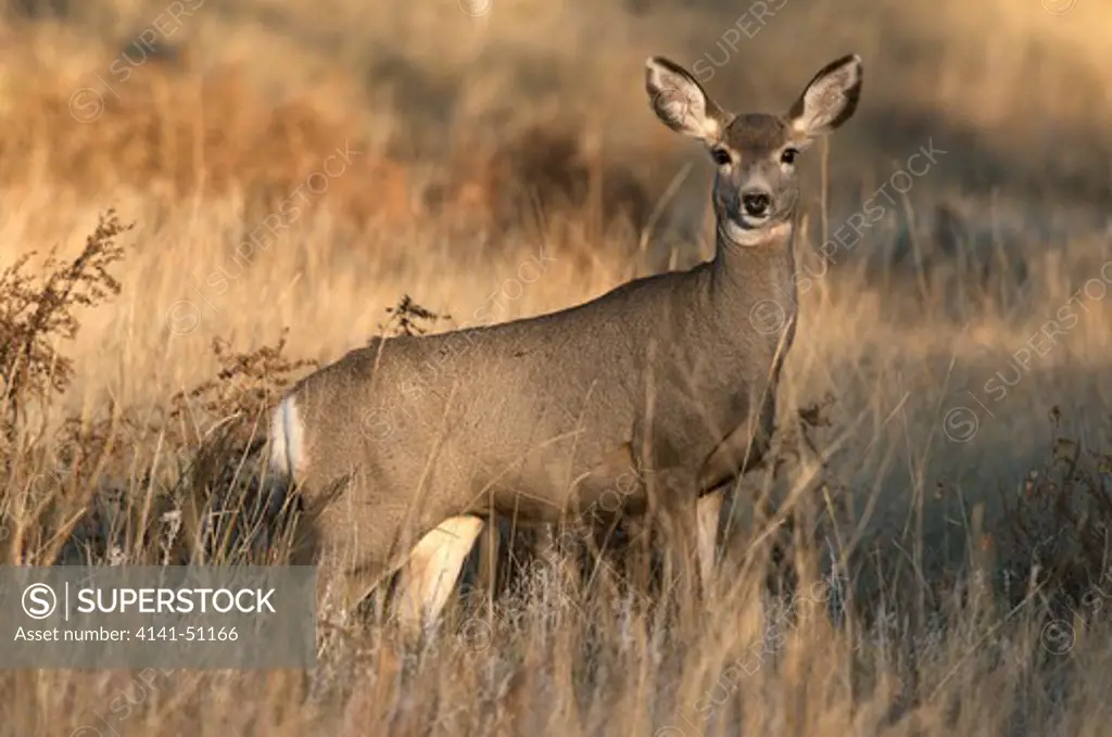 Mule Deer Doe Standing In Tall Grass With Sunset Light.  (Odocoileus Hemionus). Wind Cave National Park. South Dakota.