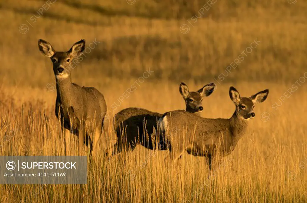 Mule Deer Doe And Her Young Standing In Tall Grass With Sunset Light.(Odocoileus Hemionus). Custer State Park. South Dakota.