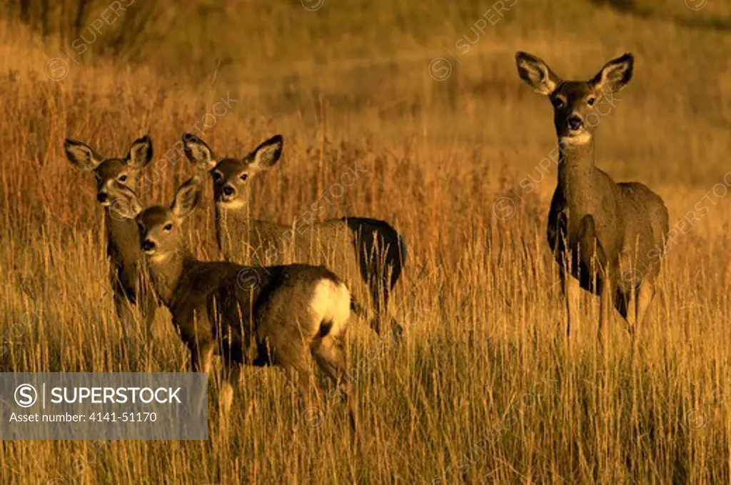 Mule Deer Doe And Young Standing In Tall Grass With Sunset Light.(Odocoileus Hemionus). Custer State Park. South Dakota.