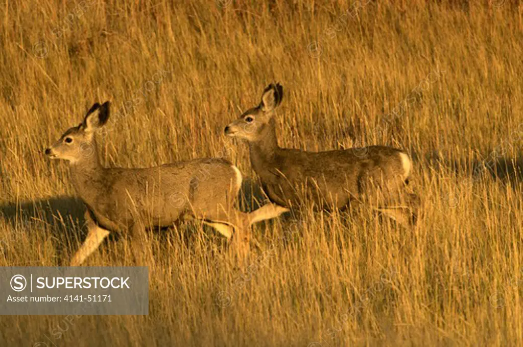 Young Mule Deer Moving Through Tall Grass In Low Sunset Light. (Odocoileus Hemionus). Custer State Park. South Dakota.