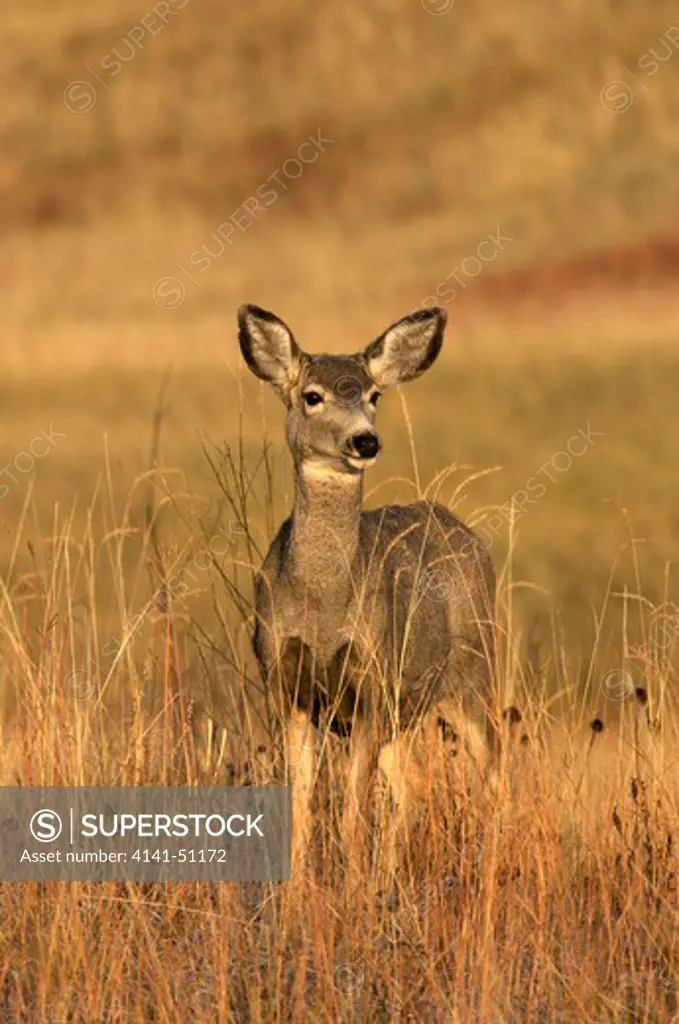 Mule Deer Standing In Tall Grass With Sunset Light (Odocoileus Hemionus). Custer State Park. South Dakota.