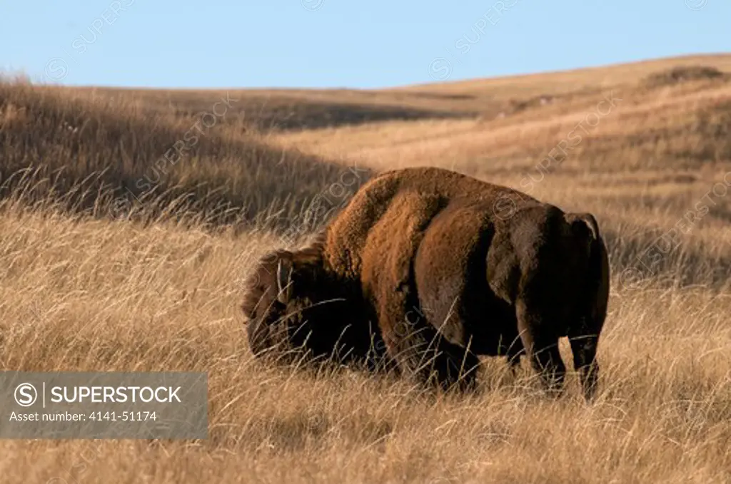 American Bison Bull (Bison Bison) Is Also Commonly Known As The American Buffalo. Wind Cave National Park, South Dakota