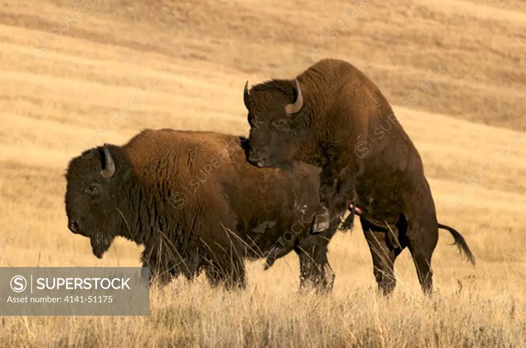 American Bison Bulls(Bison Bison) Is Also Commonly Known As The American Buffalo. Wind Cave National Park, South Dakota. Notice Back Bull Is Mounting Other Bull In Dominance.