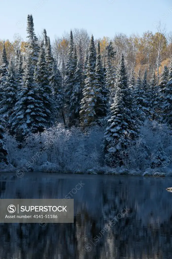 Scene Of Autumn Pond With First Snows On Aspen And Spruce Trees In Quetico Provincial Park, Ontario, Canada.