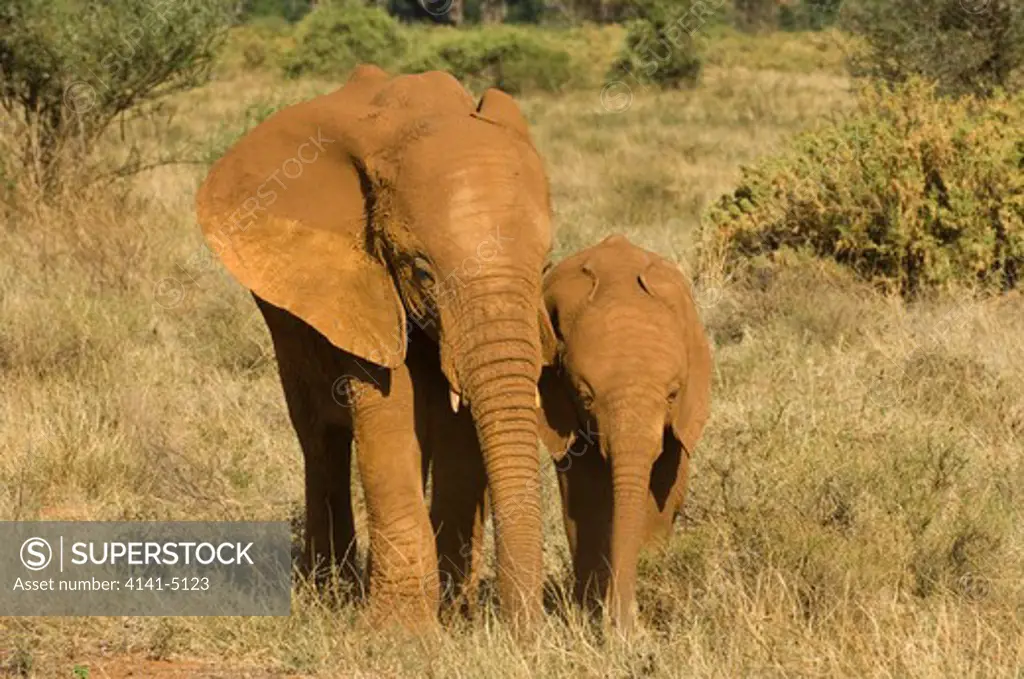 female elephant and young, covered with red dust, loxodonta africana; samburu national reserve, kenya.