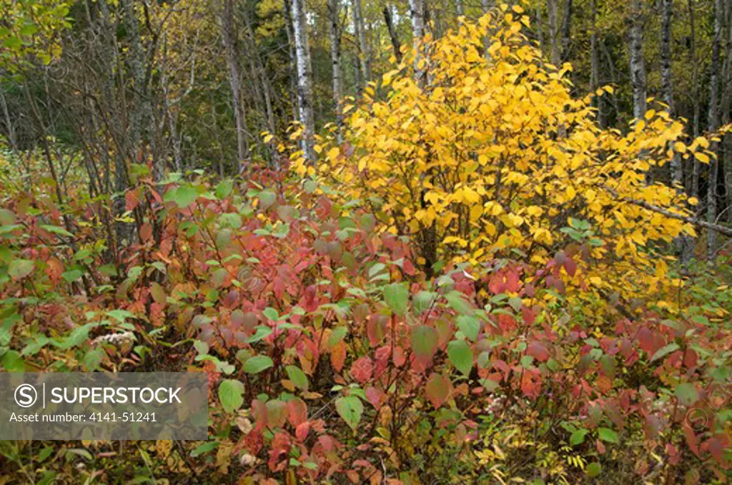 Red Osier Dogwood (Cornus Sericea)  (Red And Green Leaves), Hazel Bush (Corylus Avellana) Yellow Leaves In Autumn. Quetico Provincial Park, Ontario, Canada.
