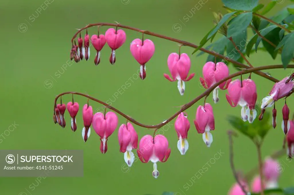 Bleeding Heart (D. Spectabilis) Flower.  Thunder Bay, Ontario, Canada
