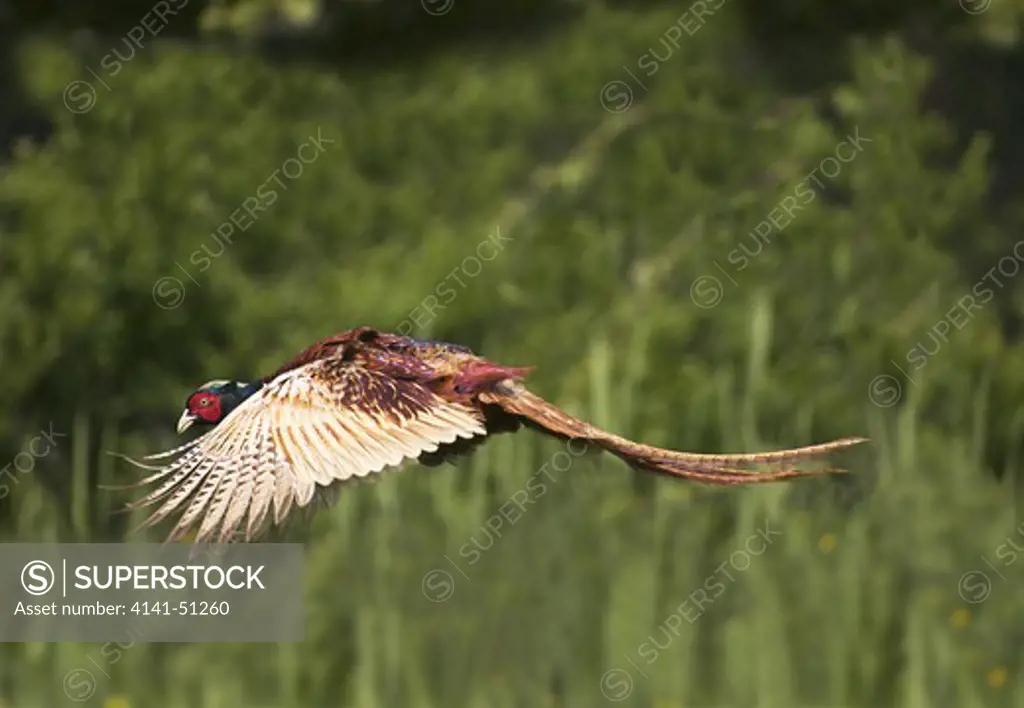 Common Pheasant, Phasianus Colchicus, Male In Flight, Normandy In France