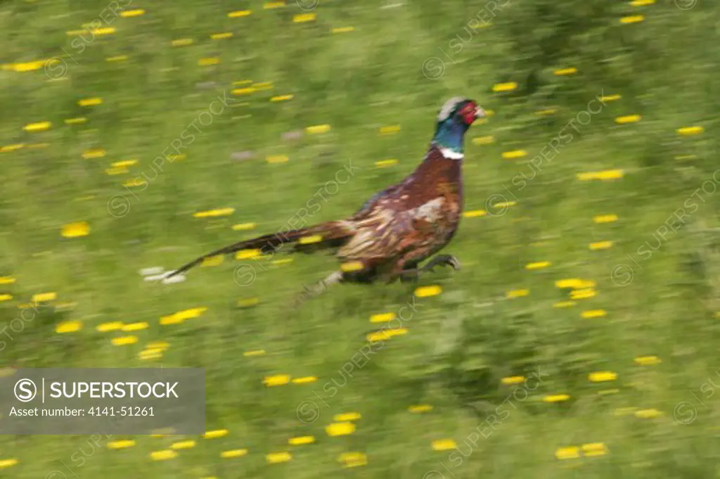 Common Pheasant, Phasianus Colchicus, Male Running Through Meadow, Normandy In France