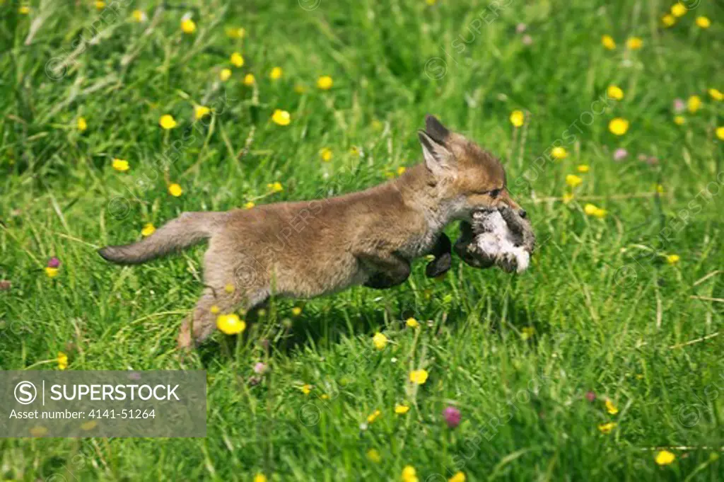 Red Fox, Vulpes Vulpes, Pup With A Small European Rabbit In Mouth, Normandy