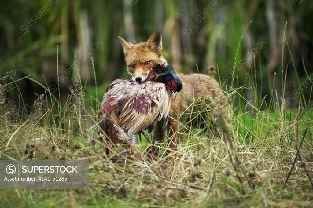 Red Fox, Vulpes Vulpes, Adult Killing A Common Pheasant Phasianus Colchicus, Normandy