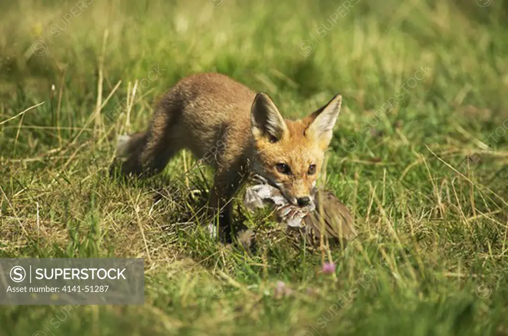 Red Fox, Vulpes Vulpes, Cub Killing A Partridge, Normandy