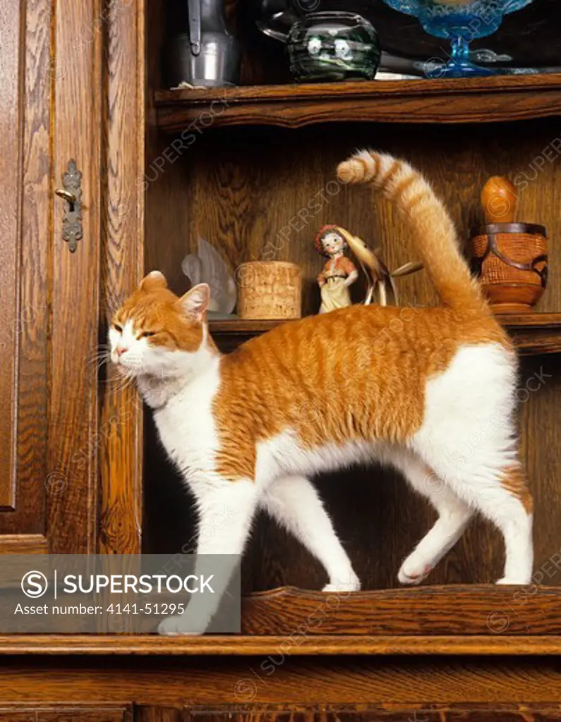 Red And White Domestic Cat, Adult Rubbing Head On Sideboard