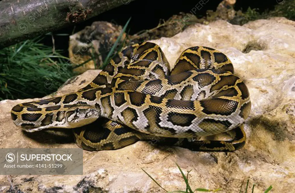 Indian Python, Python Molurus, Adult Standing On Stone