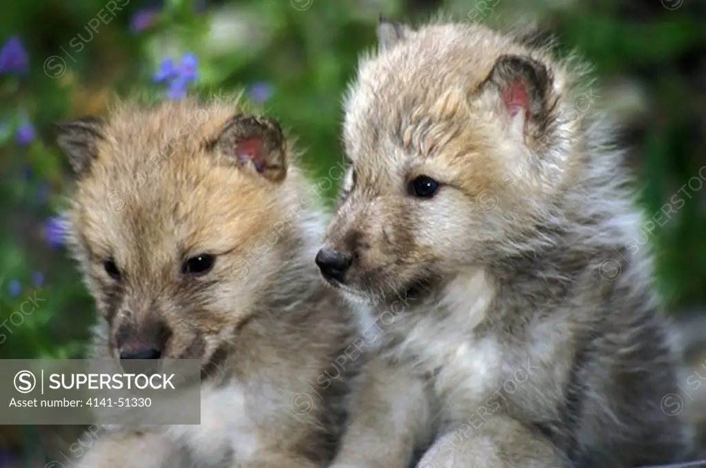 Arctic Wolf, Canis Lupus Tundrarum, Pup, Alaska