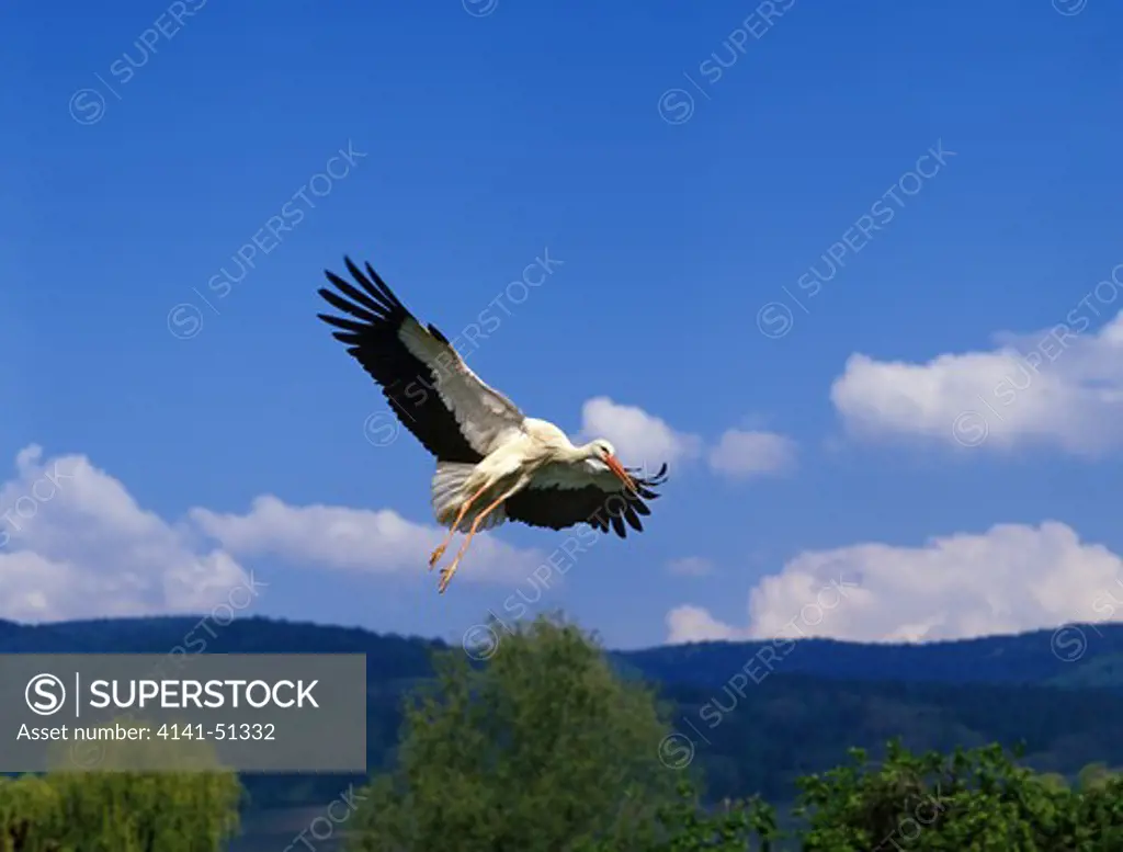 White Stork, Ciconia Ciconia, Adult In Flight, Alsace In France