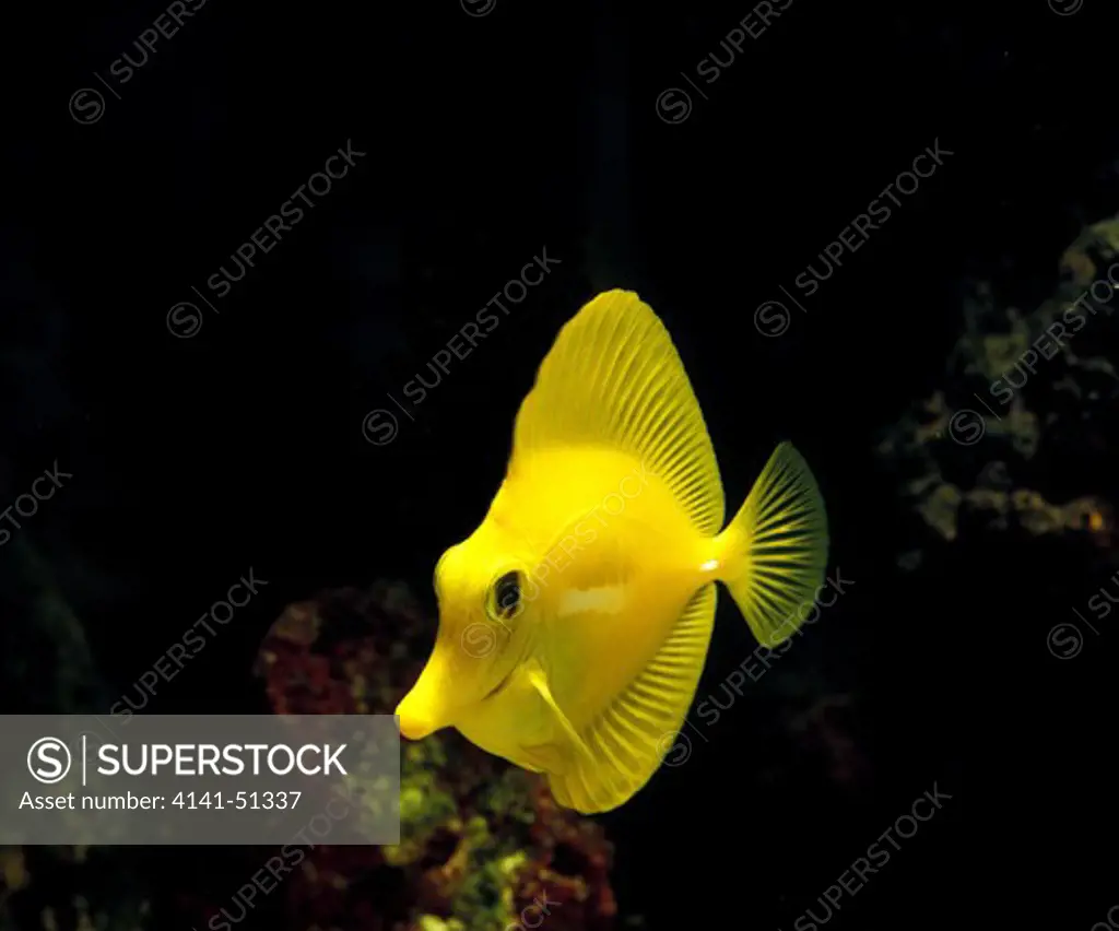 Yellow Tang Fish, Zebrasoma Flavescens