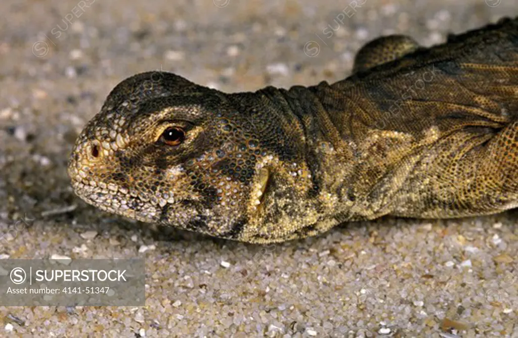 Egyptian Spiny-Tailed Lizard, Uromastyx Aegyptius, Portrait Of Adult