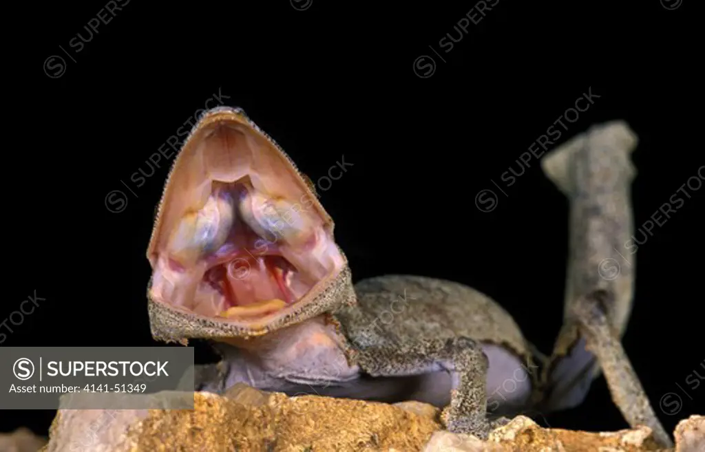 Leaf-Tailed Gecko, Uroplatus Fimbriatus, Adult With Open Mouth, Aggressive Behavior