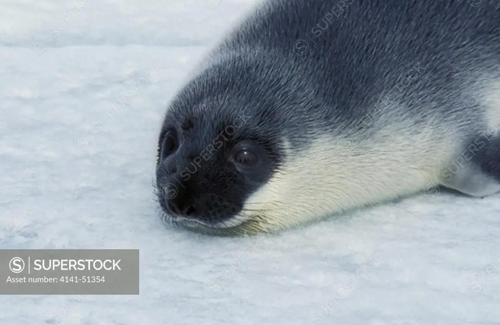 Hooded Seal, Cystophora Cristata, Pup Standing On Icefield, Magdalena Island In Canada