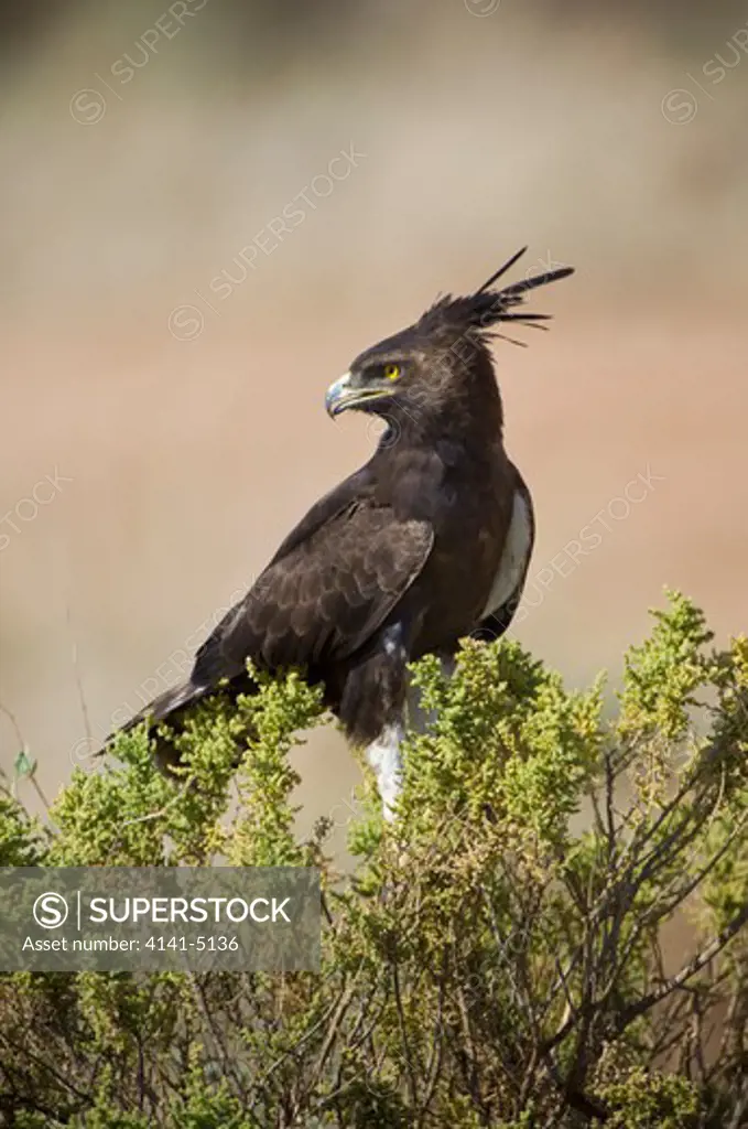 long-crested eagle, lophaetus occipitalis; samburu, kenya