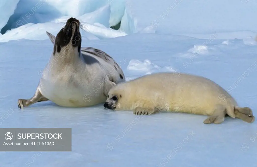 Harp Seal, Pagophilus Groenlandicus, Mother With Pup Standing On Icefield, Magdalena Island In Canada