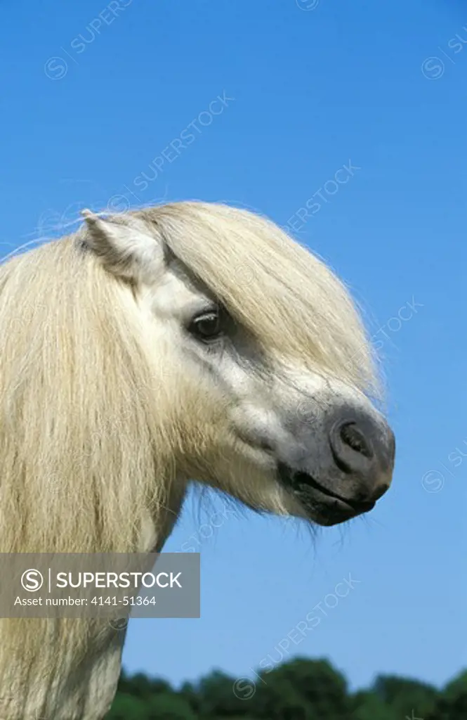 Shetland Pony, Portrait Of Adult