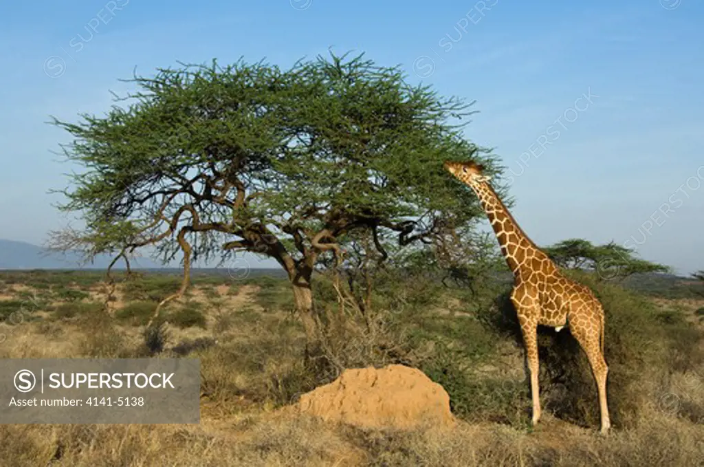a reticulated giraffe eats leaves from an acacia tree, giraffa reticulata; samburu, kenya
