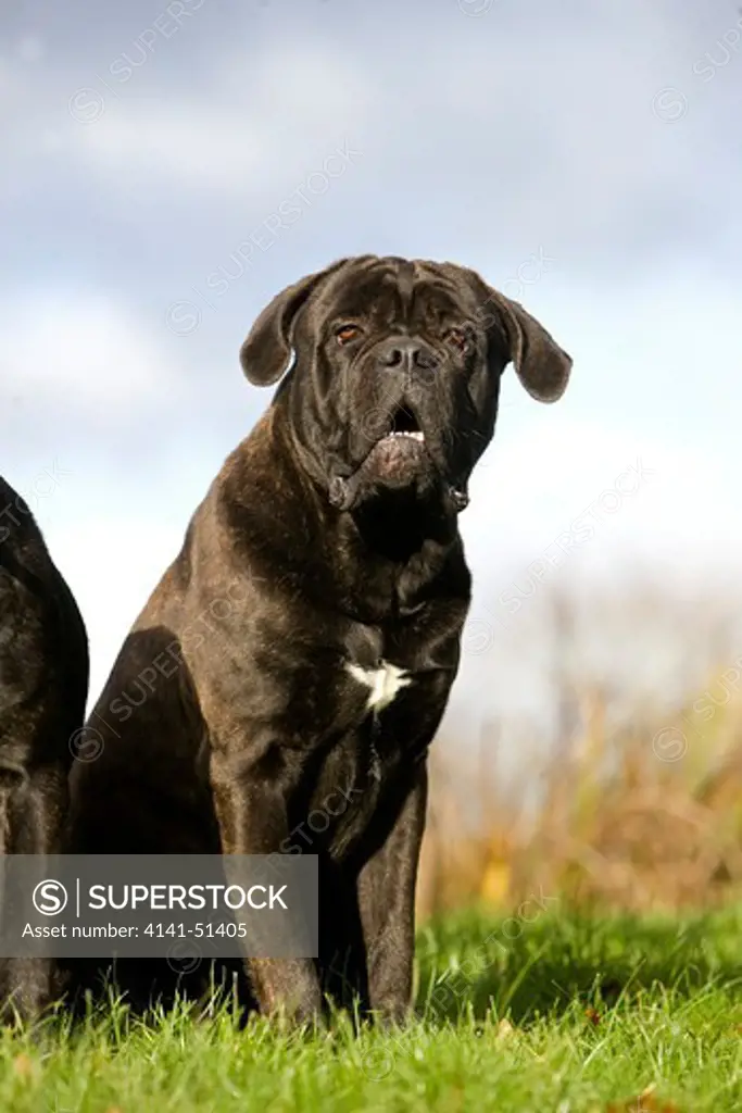 Cane Corso, Dog Breed From Italy, Adult Sitting On Grass