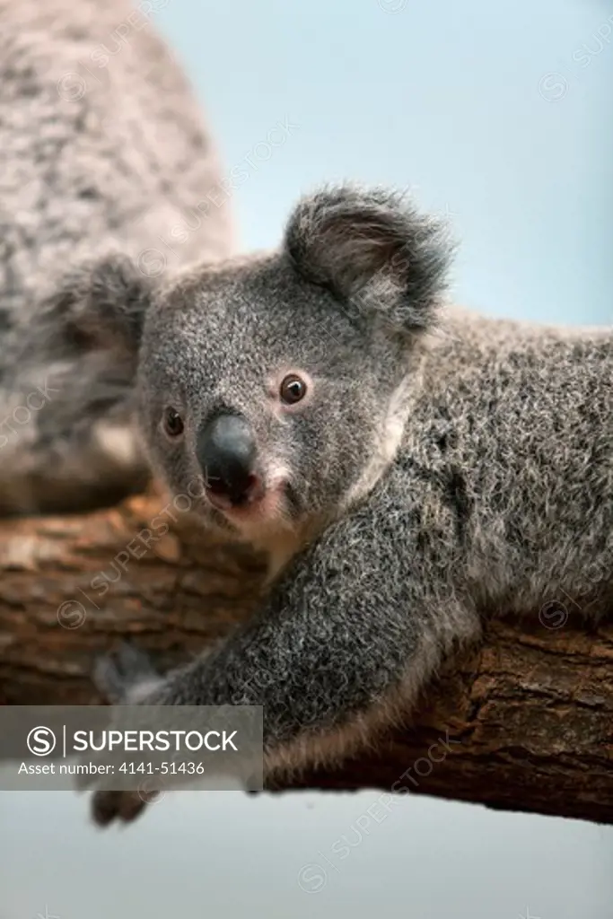 Koala, Phascolarctos Cinereus, Baby Laying On Branch