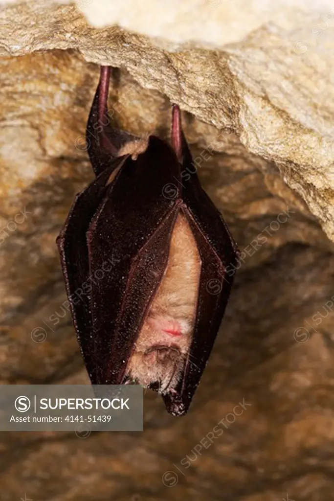 Greater Horsehoe Bat, Rhinolophus Ferrumequinum, Adult Hibernating In A Cave, Normandy