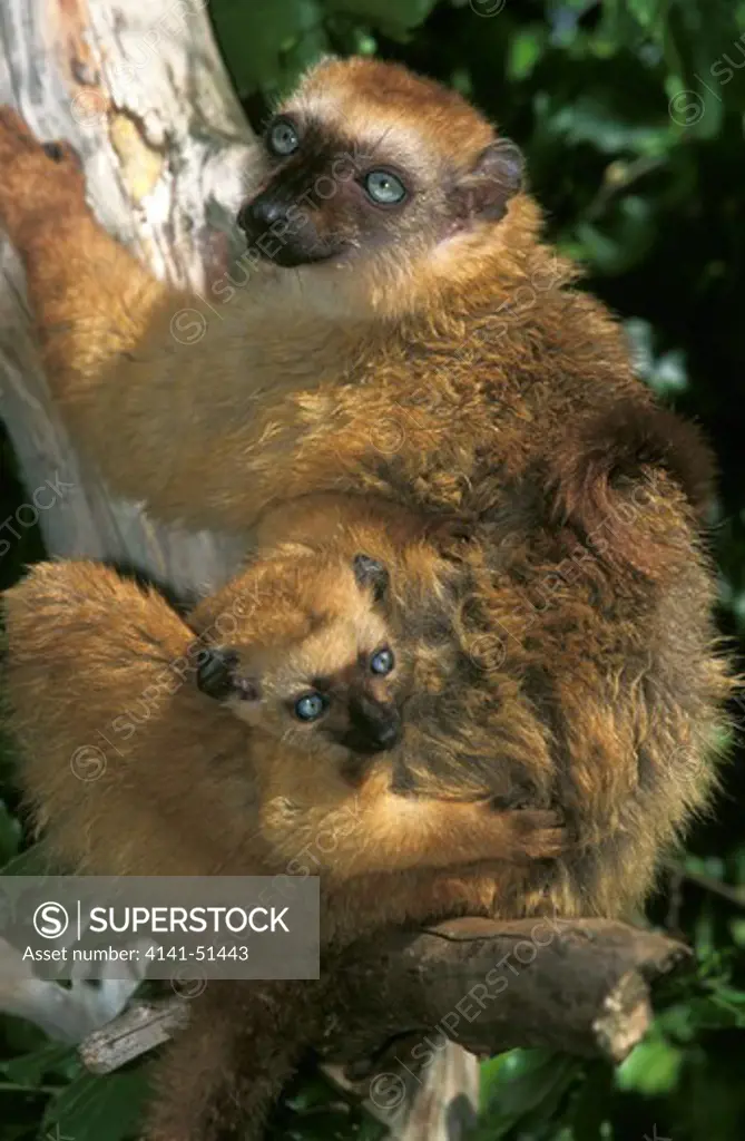Black Lemur, Eulemur Macaco, Female With Young Standing On Branch, Madagascar. Captive