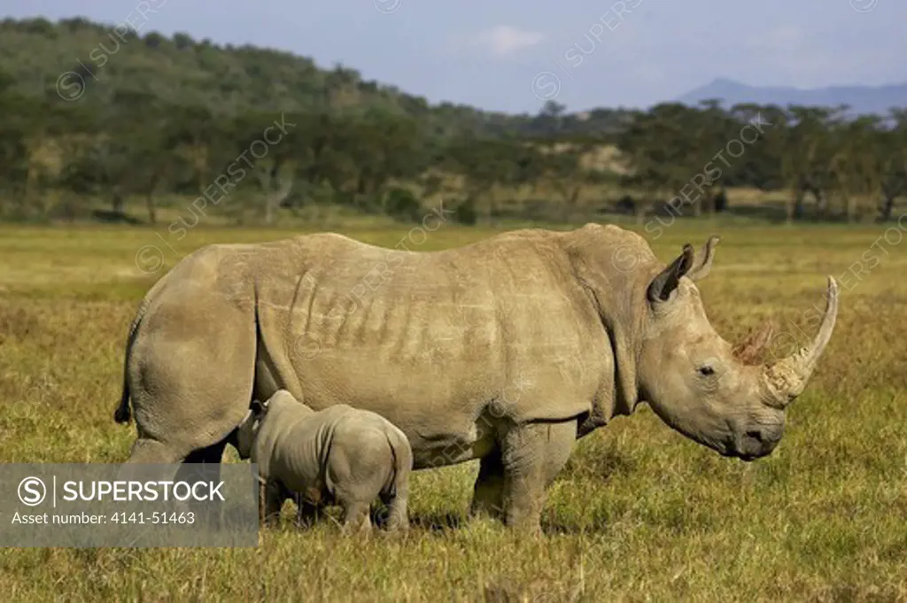 White Rhinoceros, Ceratotherium Simum, Female With Calf Suckling, Nakuru Park In Kenya