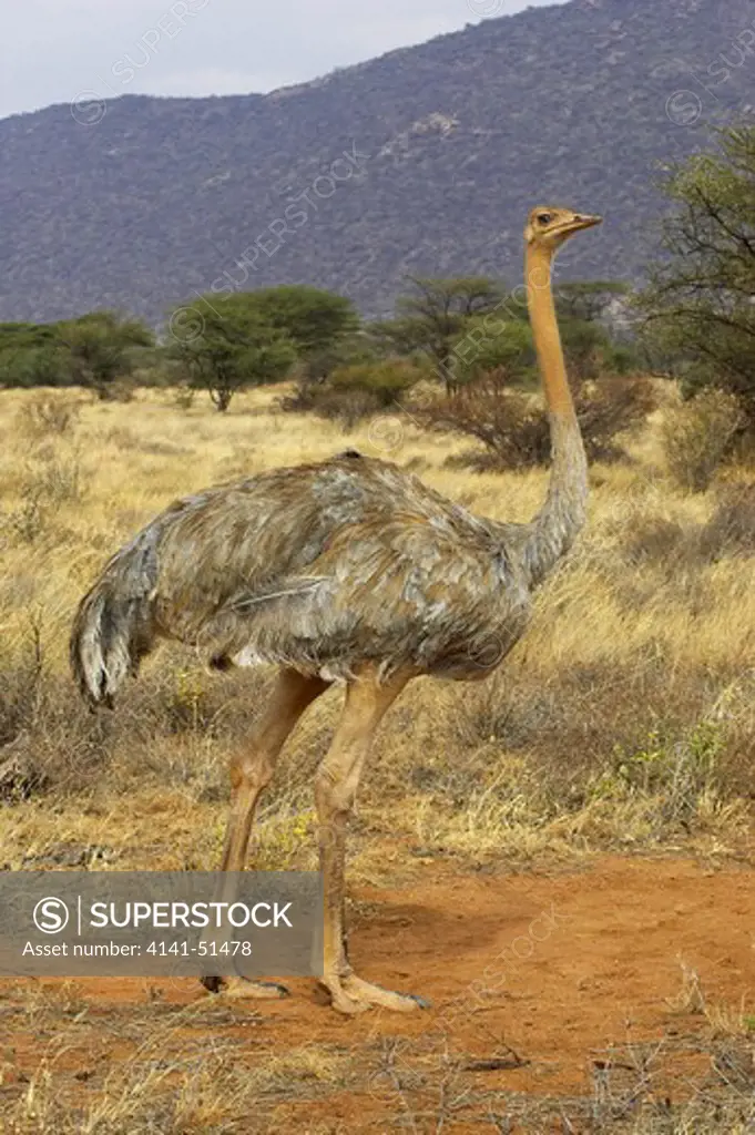 Ostrich, Struthio Camelus, Female After Dust Bath, Masai Mara Park In Kenya