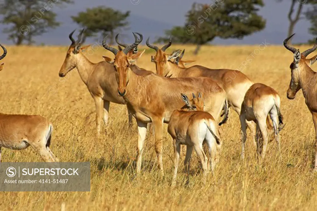 Hartebeest, Alcelaphus Buselaphus, Herd In Masai Mara Park, Kenya